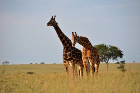 3 Days Safari to Murchison Falls